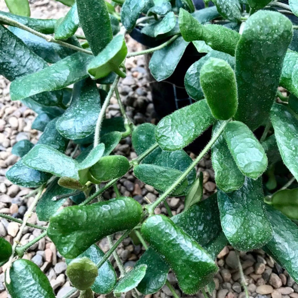 Hoya rotundiflora H291