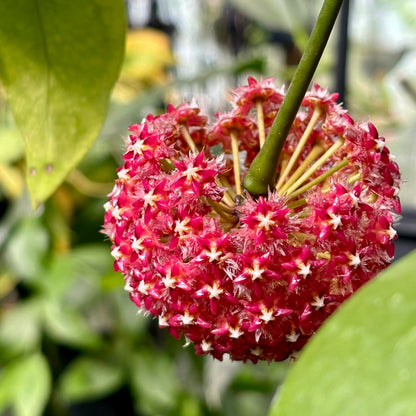 Hoya mindorensis H40