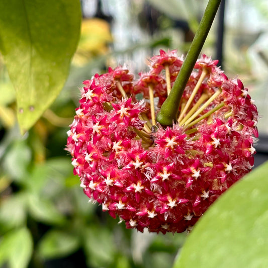 Hoya mindorensis H40