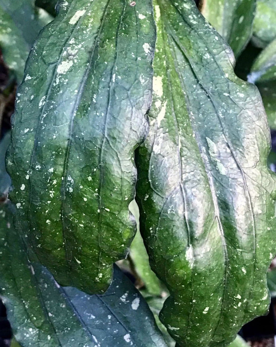 Hoya erythrina H24