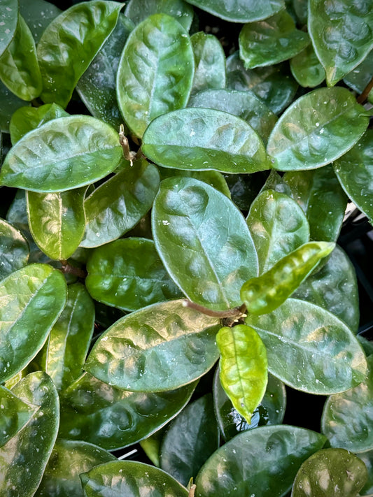 Hoya compacta Krinkle 8 IML 0186 H52