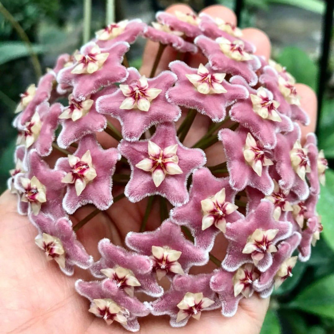 Hoya species 'Pink' H193
