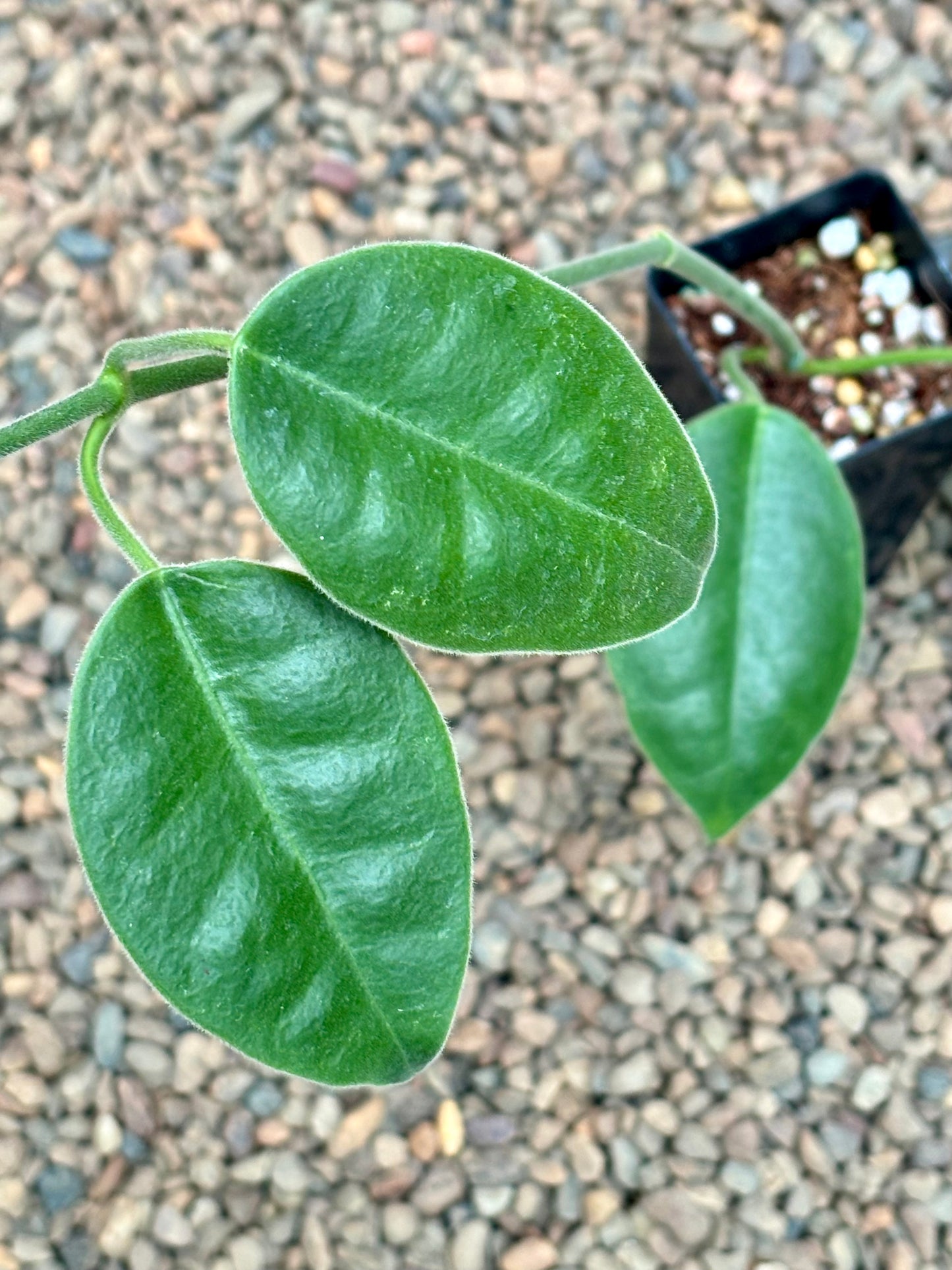 Hoya lauterbachii H1
