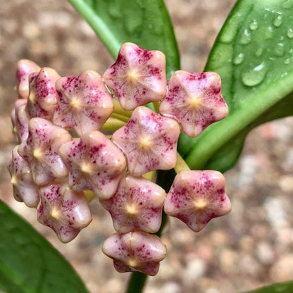 Hoya lobbii 'orange'  IML 1524 H245