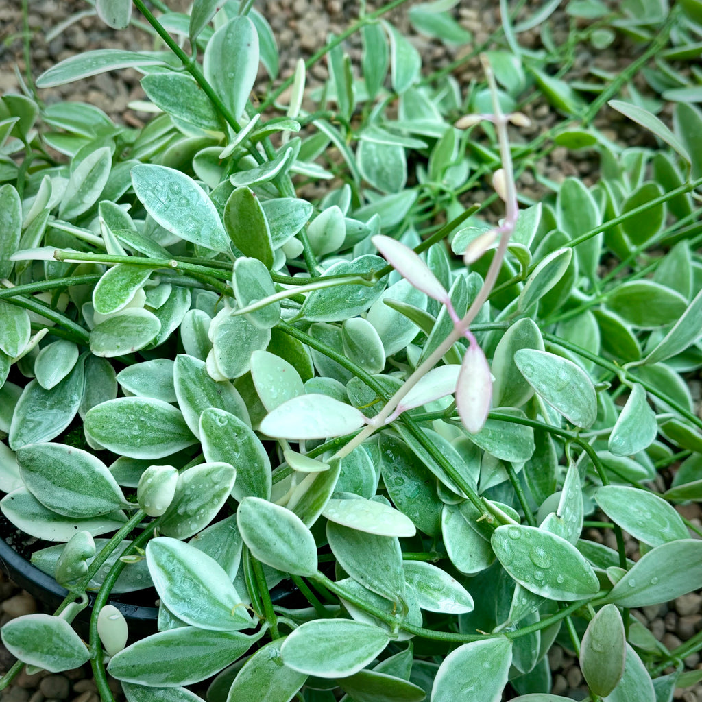 Dischidia oiantha variegata D34