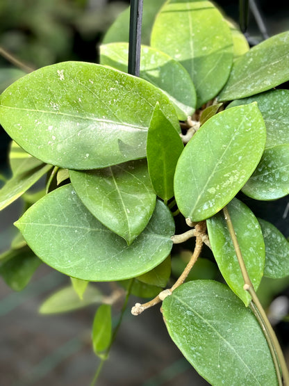 Hoya verticillata H205