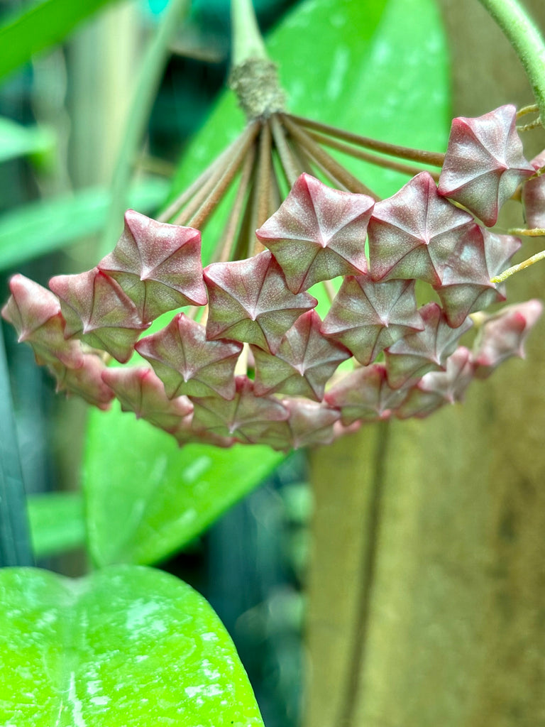 Hoya pubicalyx 'Silver Leaf' IML 0195 H285