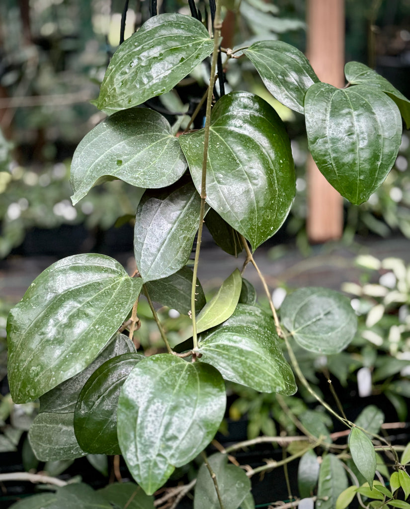 Hoya latifolia IML 1590 H116