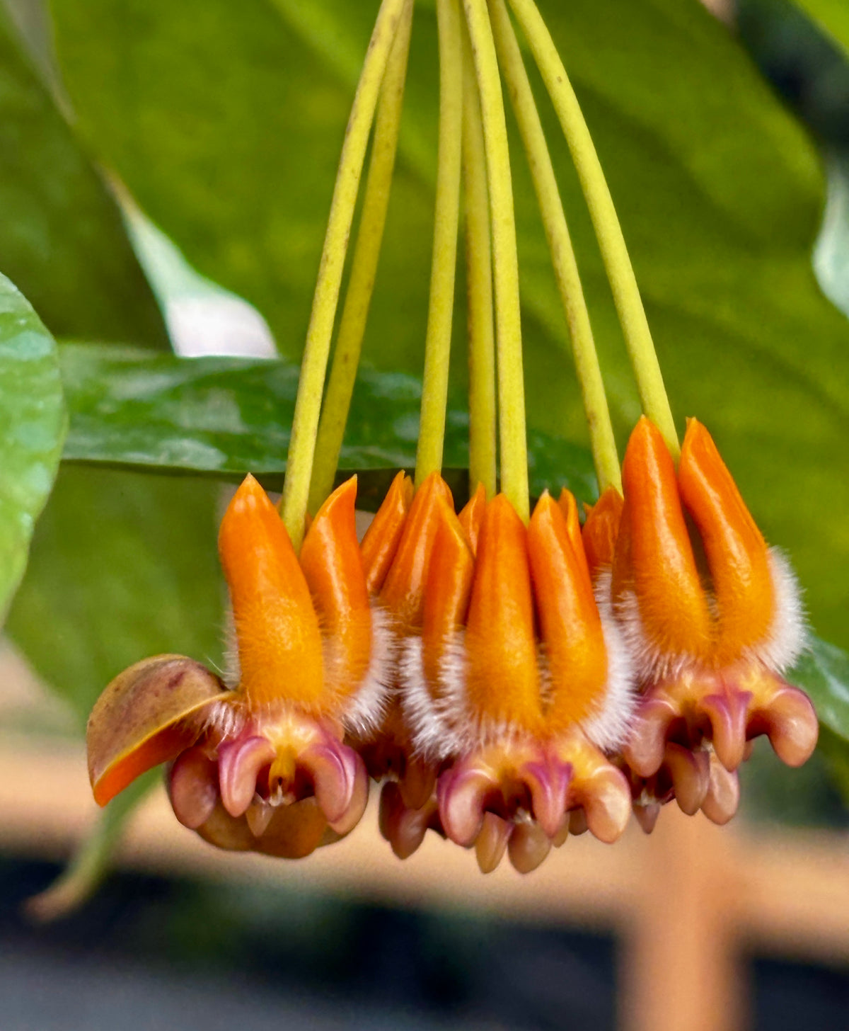 Hoya praetorii H438