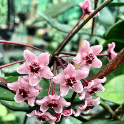 Hoya 'Rubra' IML 0169 H128