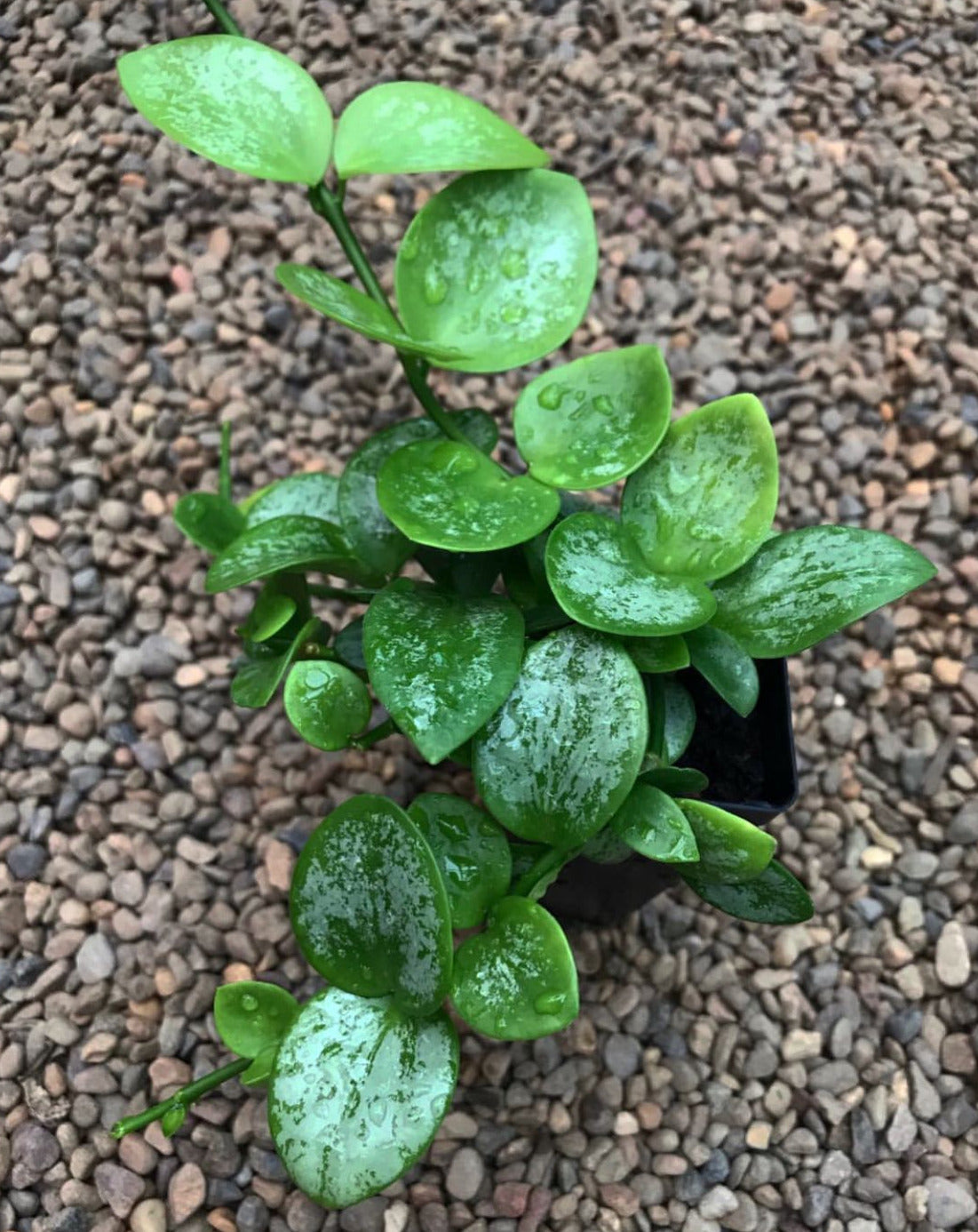 Hoya collina IML 1187 H226