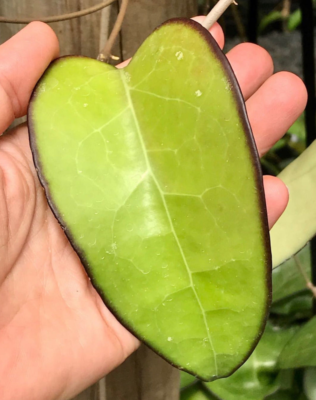 Hoya fuscomarginata H22