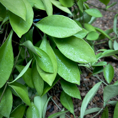 Hoya litoralis H31
