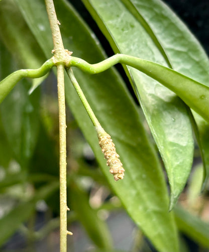 Hoya longifolia IML 0185 H257