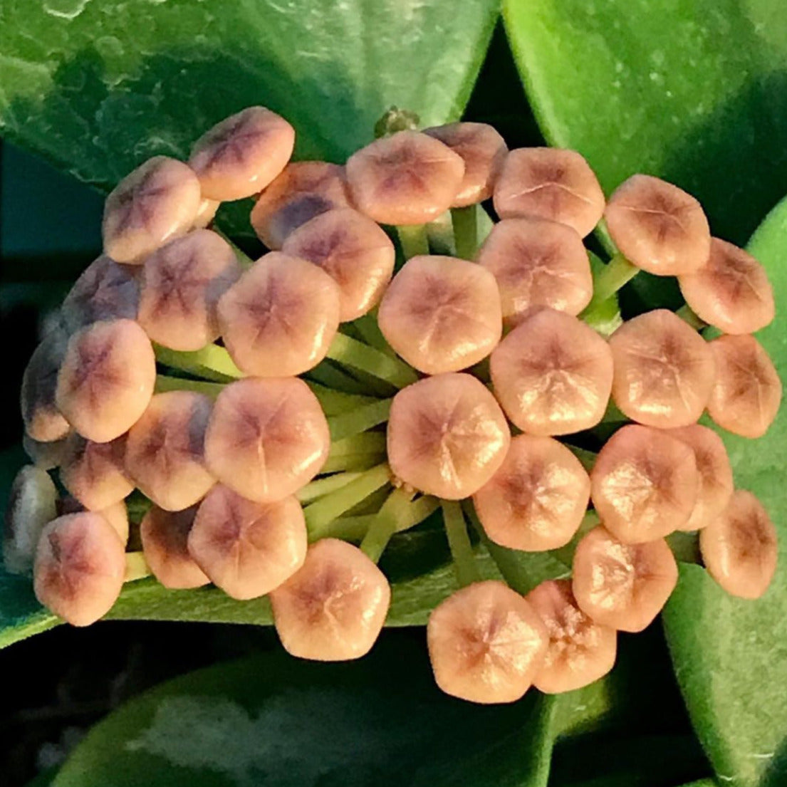 Hoya subquintuplinervis IML 1701 H84
