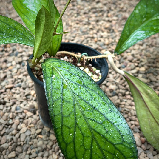 Hoya sp. Taggamus Indonesia H453