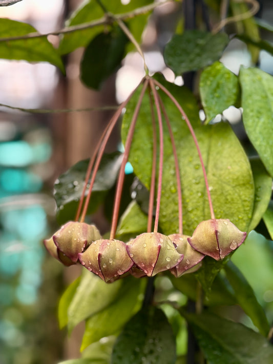 Hoya macgillivrayi H34