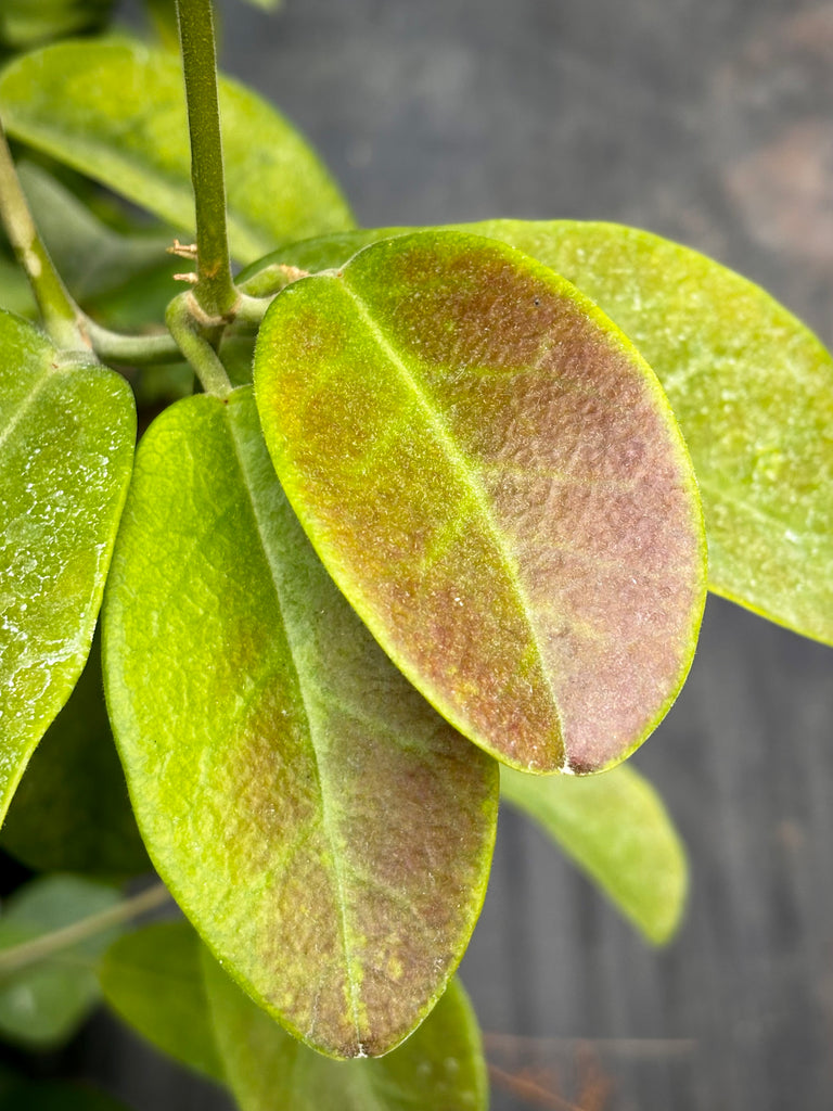 Hoya albiflora H177