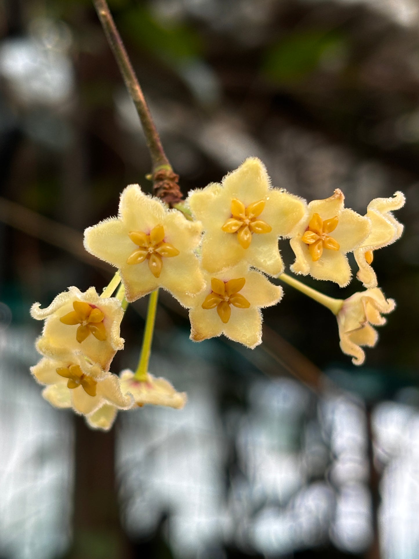 Hoya kenejiana 'Mt. Hauseman' IML 1054 H239