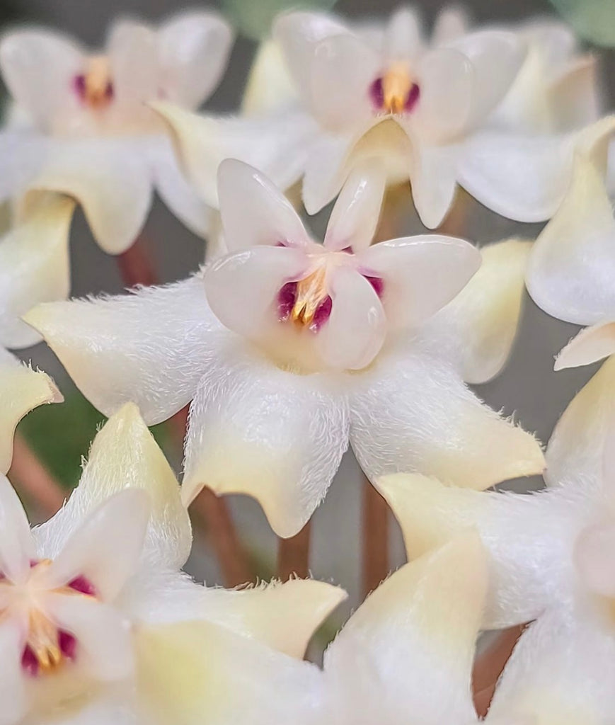 Hoya elliptica IML 1679 H336