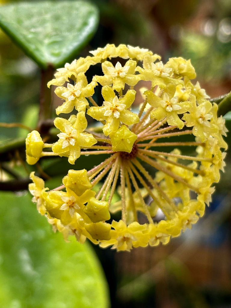 Hoya merrillii H20