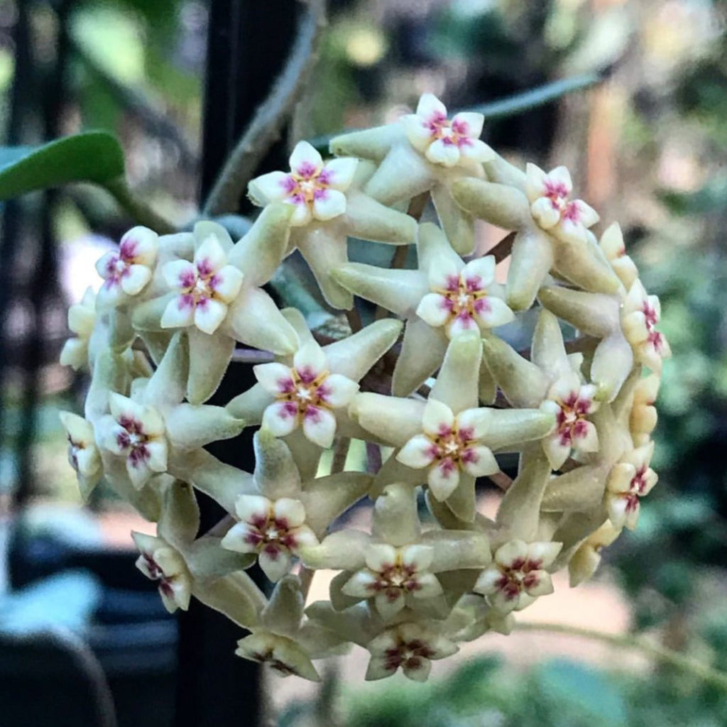 Hoya limoniaca IML 0092 H253