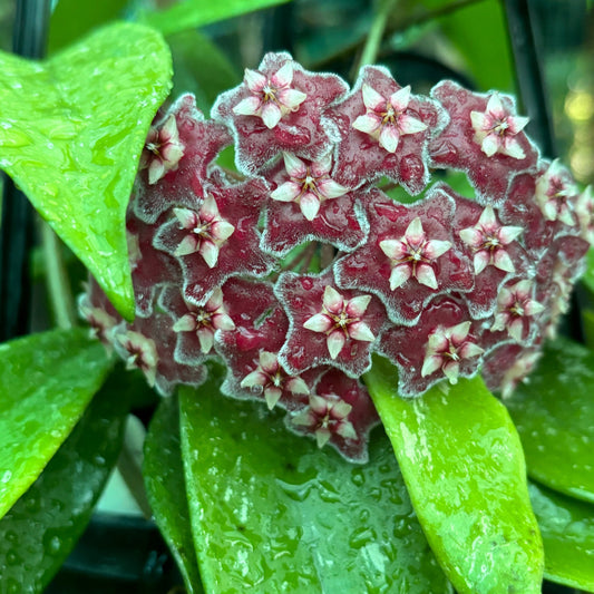 Hoya pubicalyx 'Silver Leaf' IML 0195 H285
