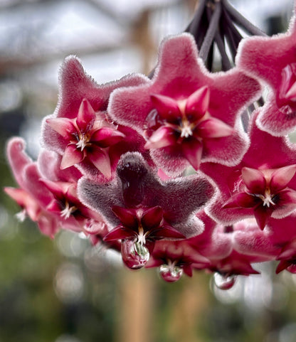 Hoya pubicalyx 'Chinese Black' H407