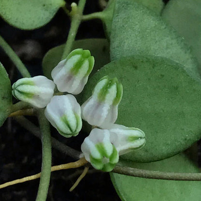 Dischidia sp. IPPS6675 IML 1221 D16
