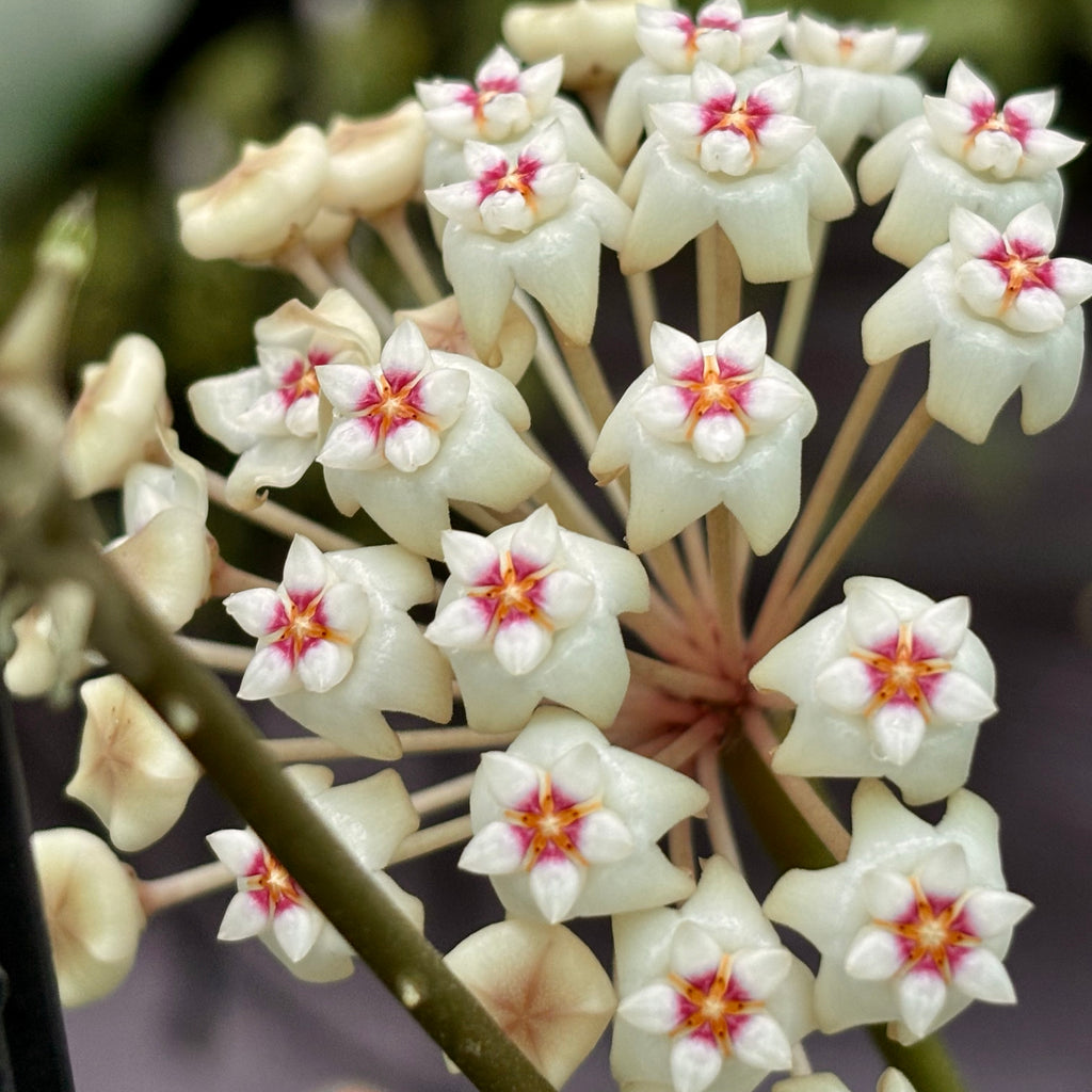 Hoya verticillata var. hendersonii H314