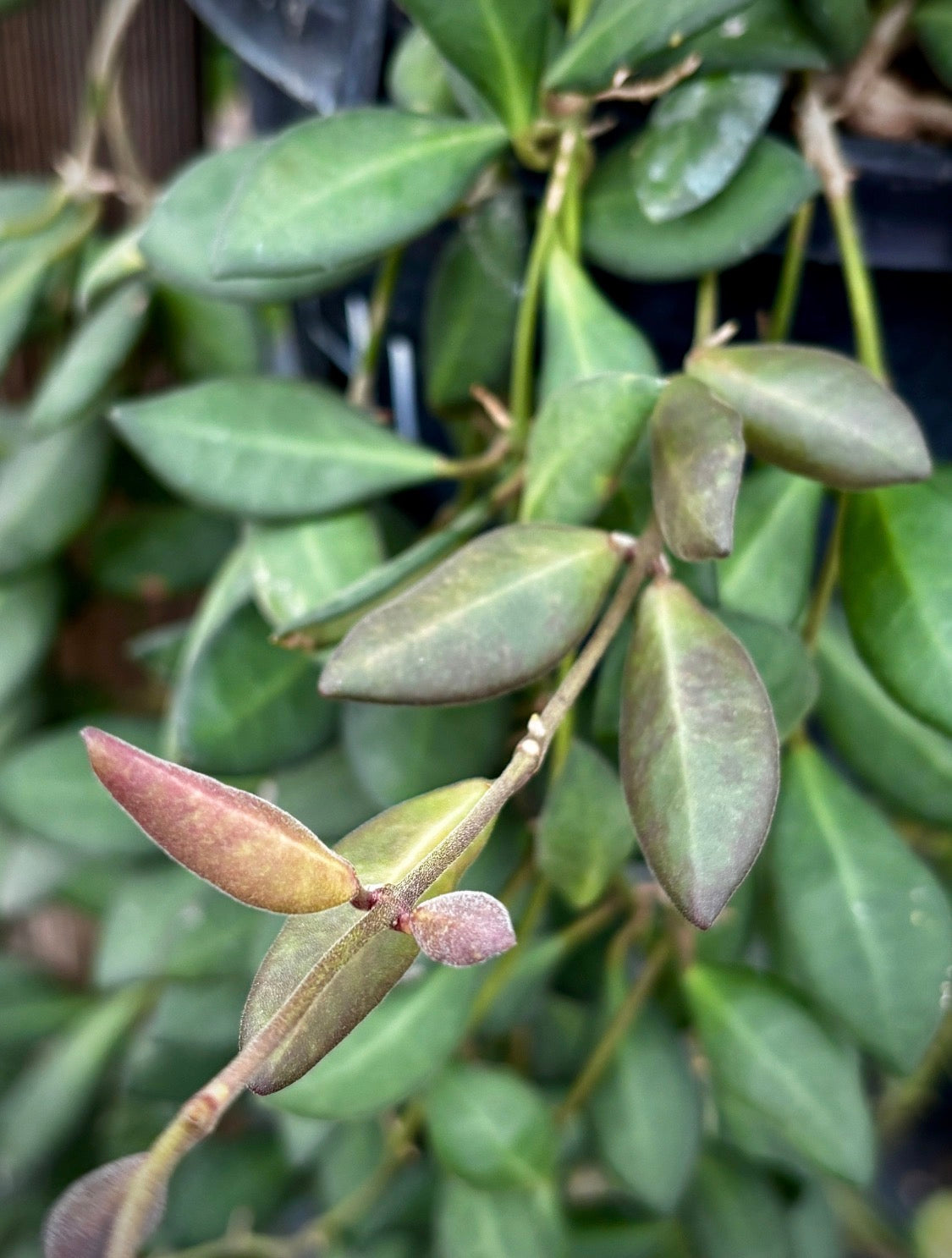 Hoya sp. aff. burtoniae H191