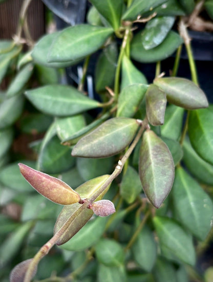 Hoya sp. aff. burtoniae H191
