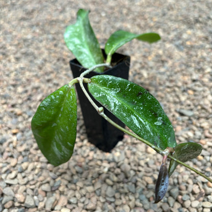 Hoya kaikoeana H469