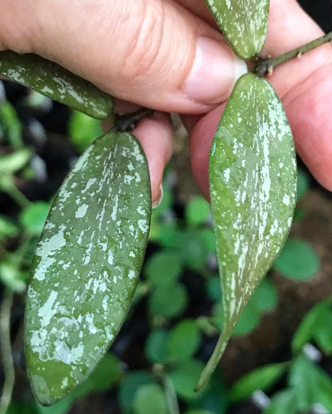 Hoya sigillatis IML 1601 H131