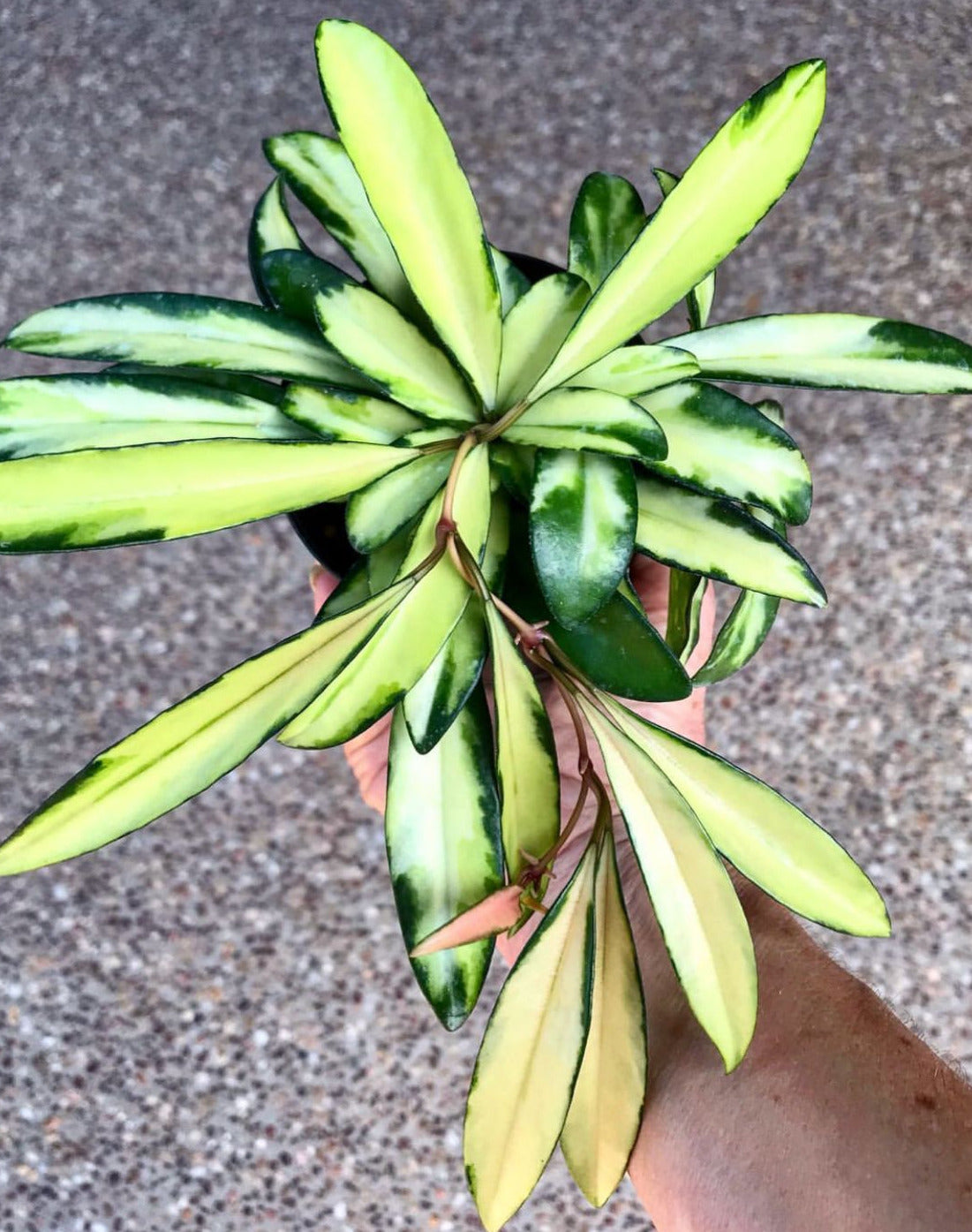 Hoya wayetii variegata H324