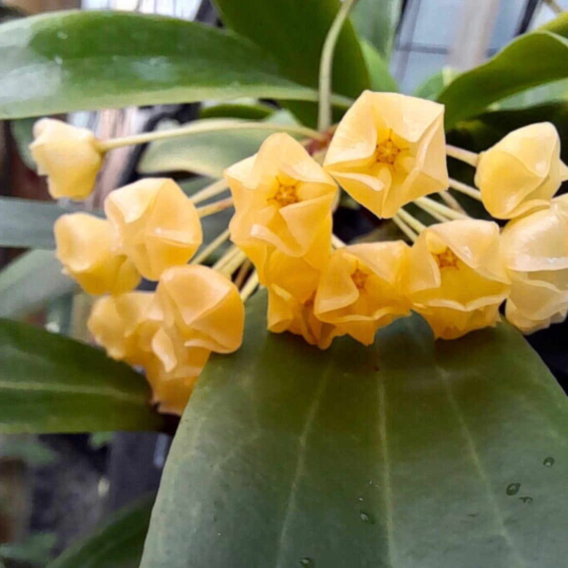 Hoya blashernaezii Philippines IML 1631 H27