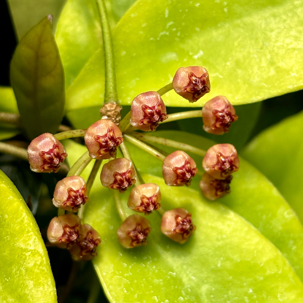 Hoya litoralis H31