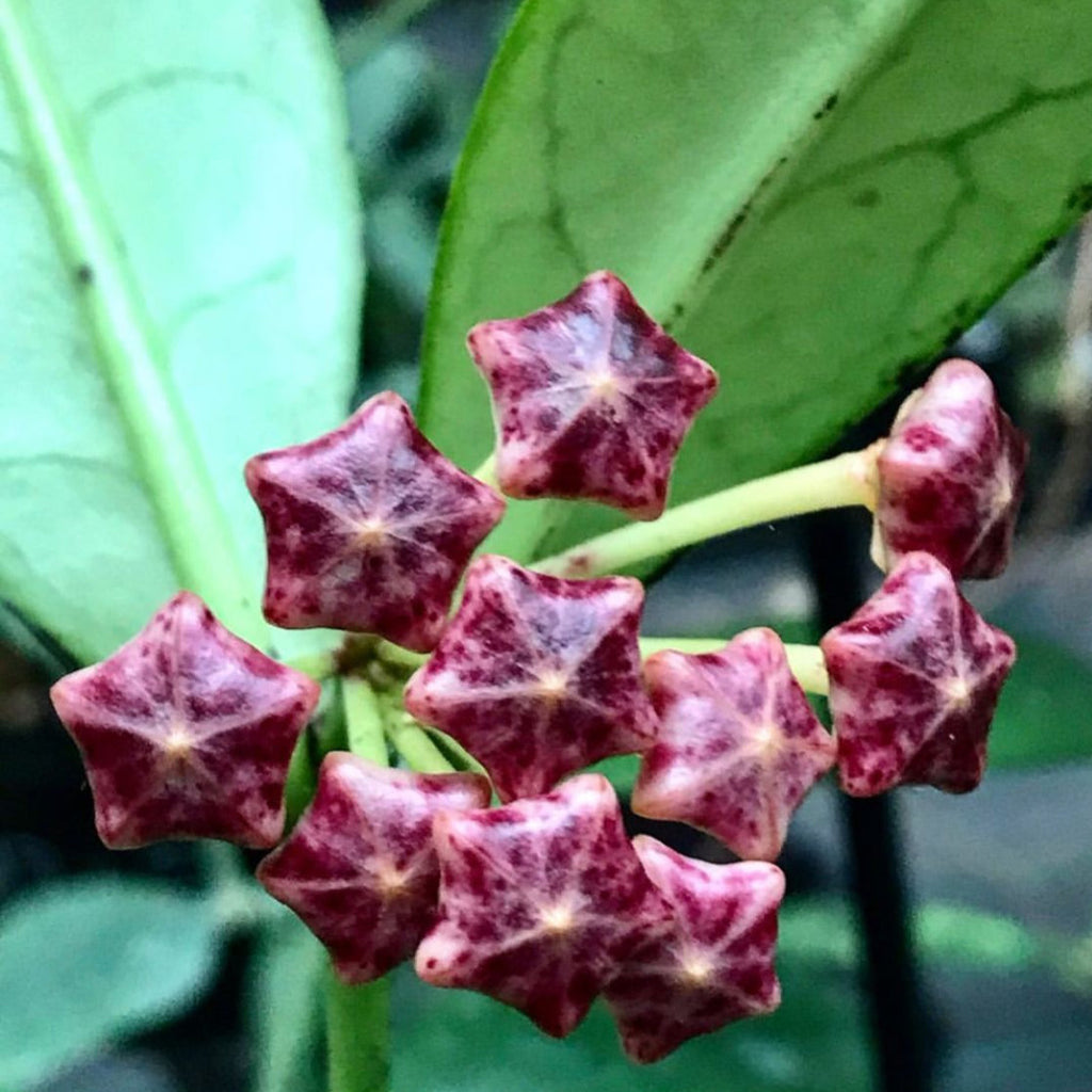 Hoya lobbii 'red' IML 1161 H244