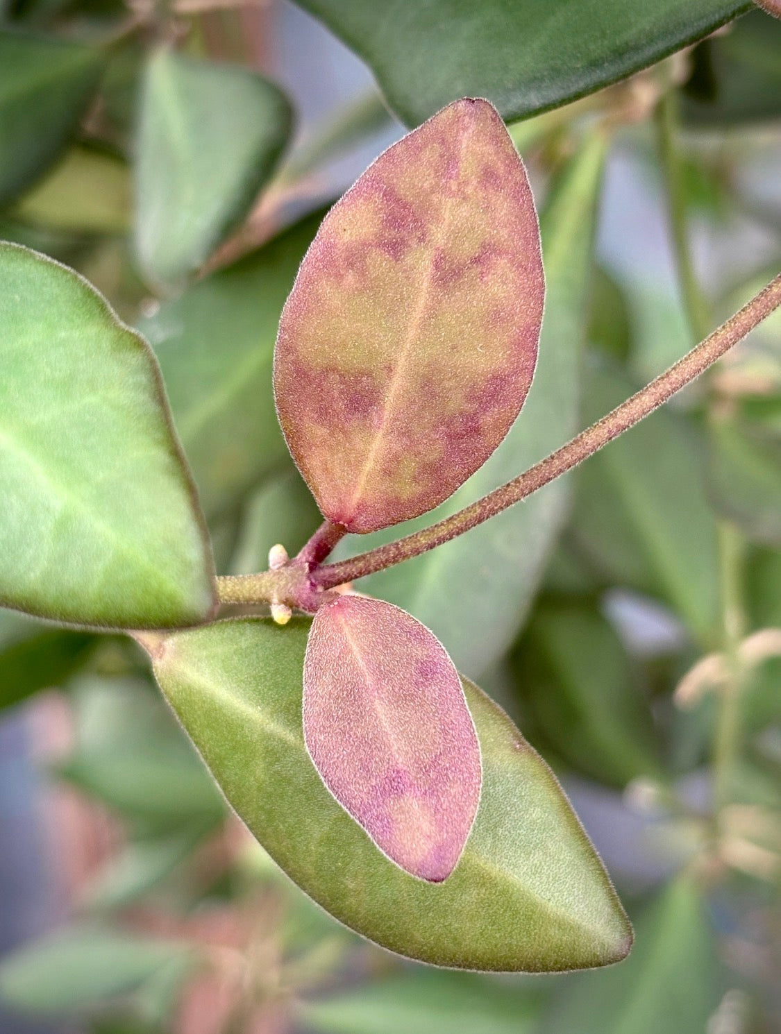 Hoya sp. aff. burtoniae H191