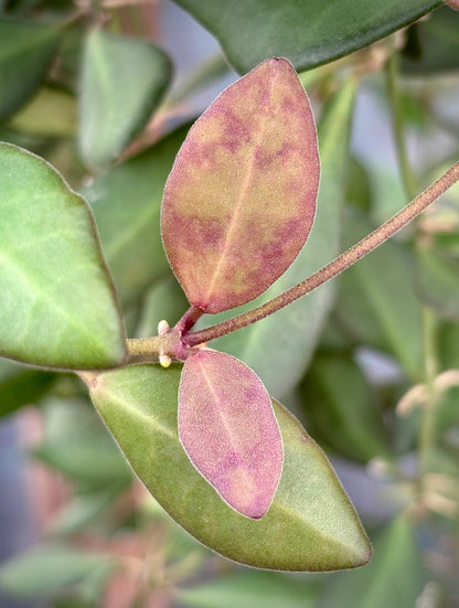 Hoya sp. aff. burtoniae H191