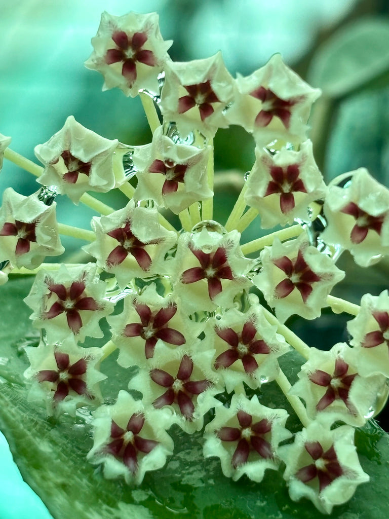 Hoya phuwaensis H317