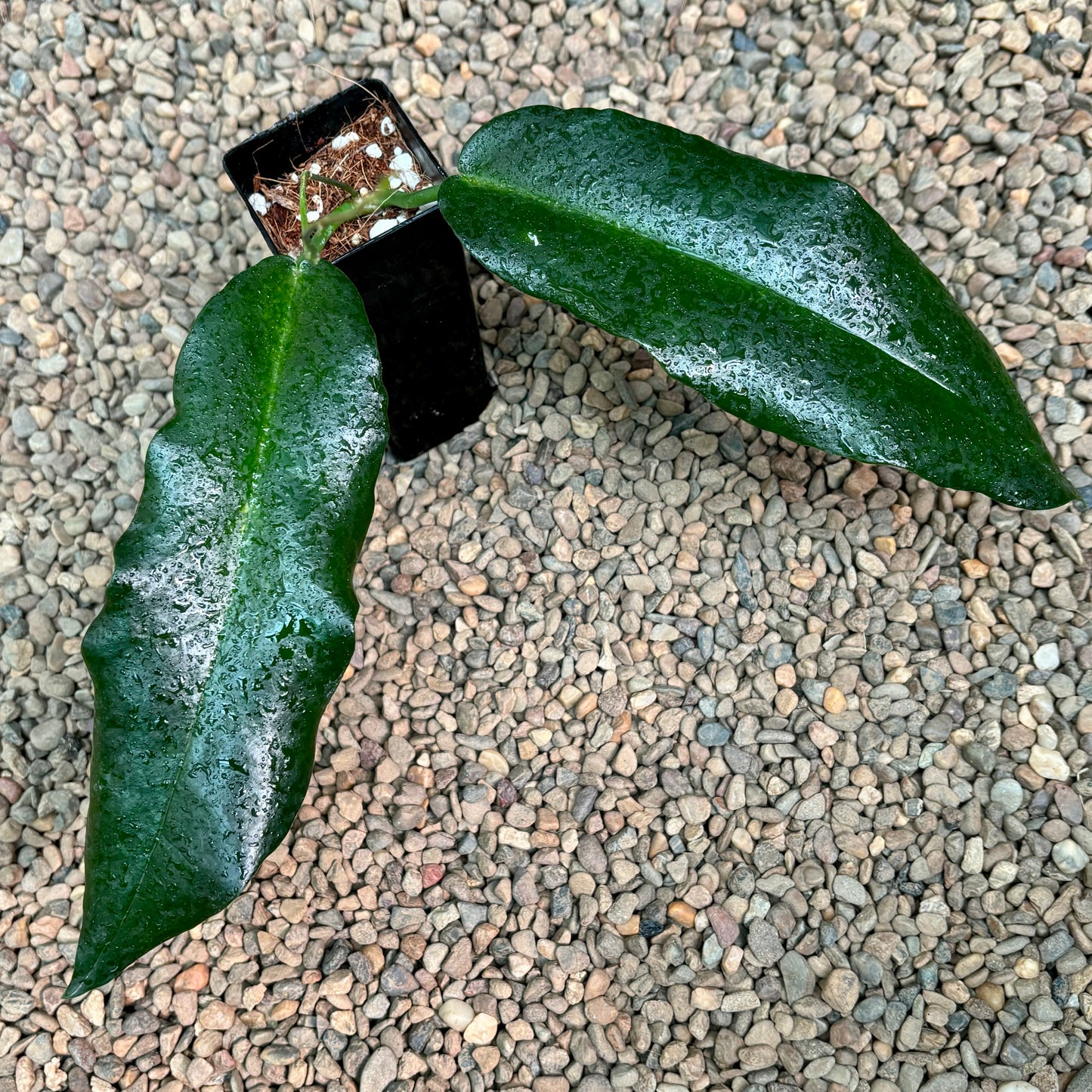 Hoya archboldiana H41