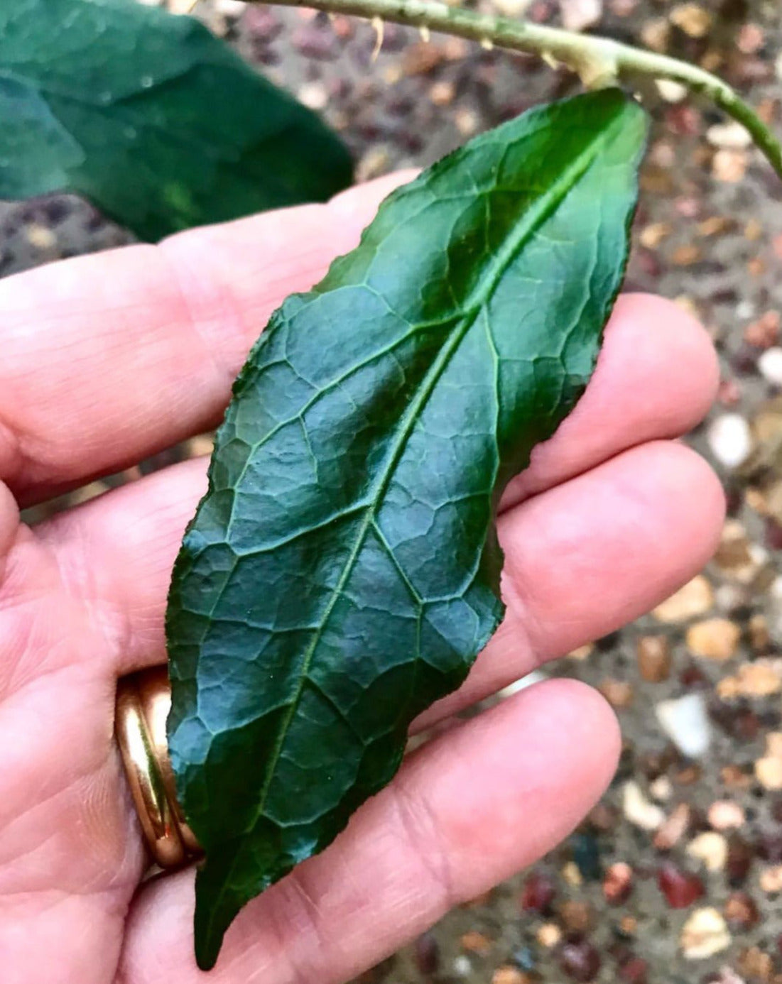 Hoya sp. Sabah IML 1864 H373