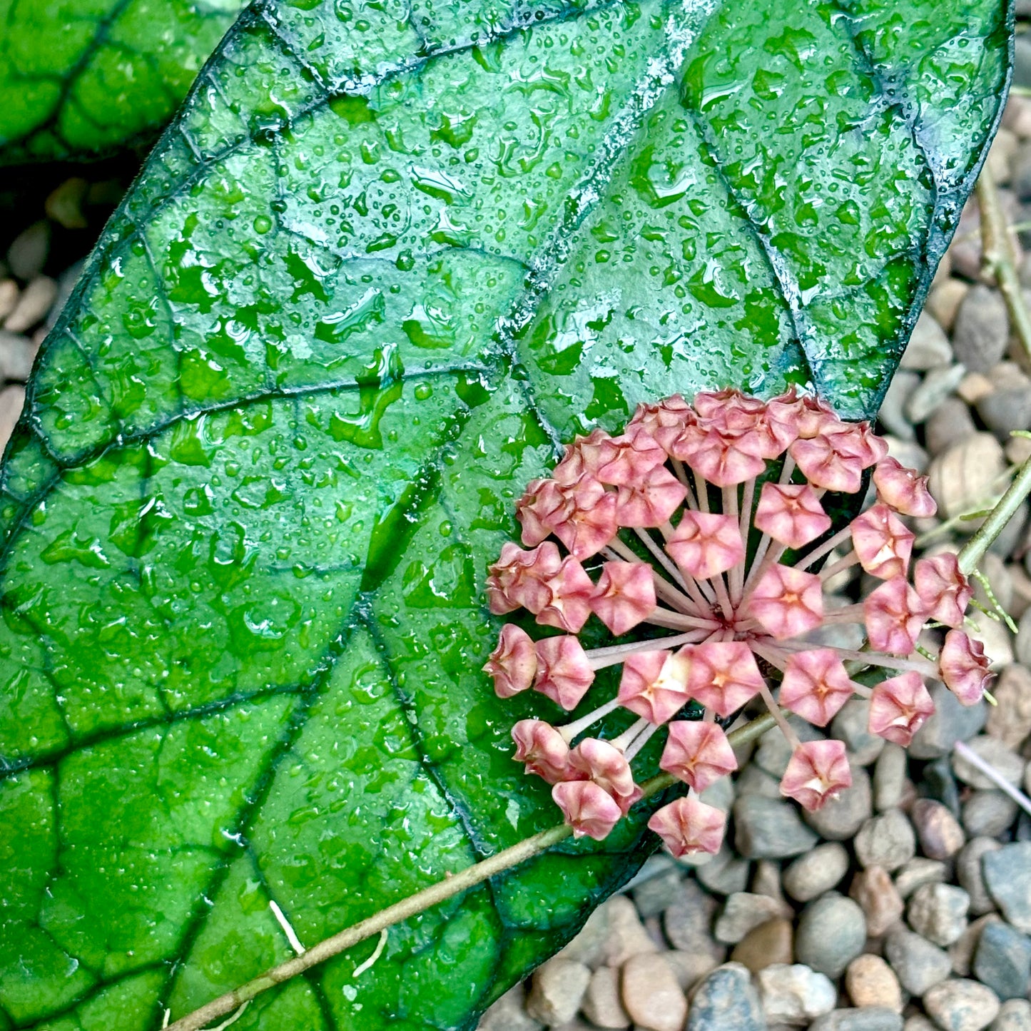 Hoya callistophylla Sabah IML 1762 H316