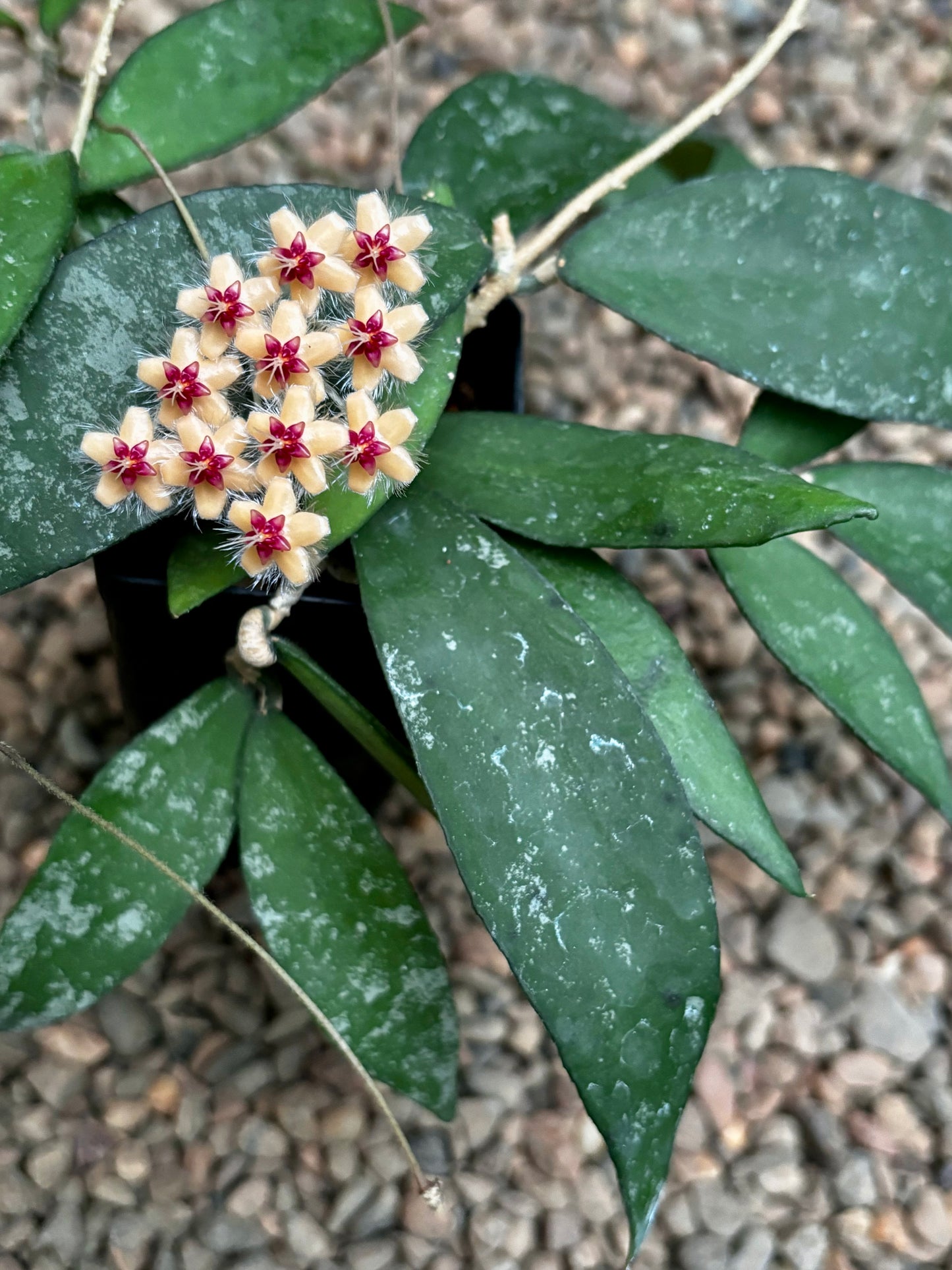 Hoya flagellata (gold) H344