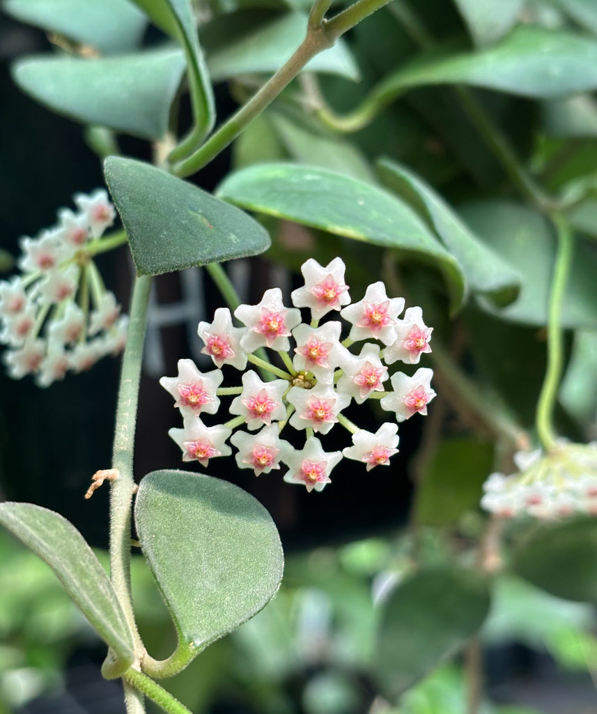 Hoya nummularioides IML 0240 H112