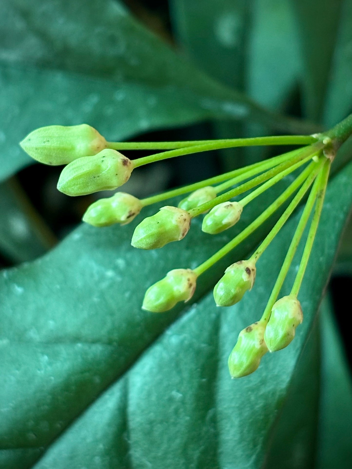 Hoya occultata H461