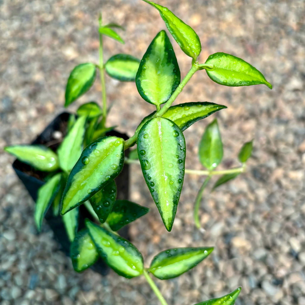 Hoya bella (variegata) H397