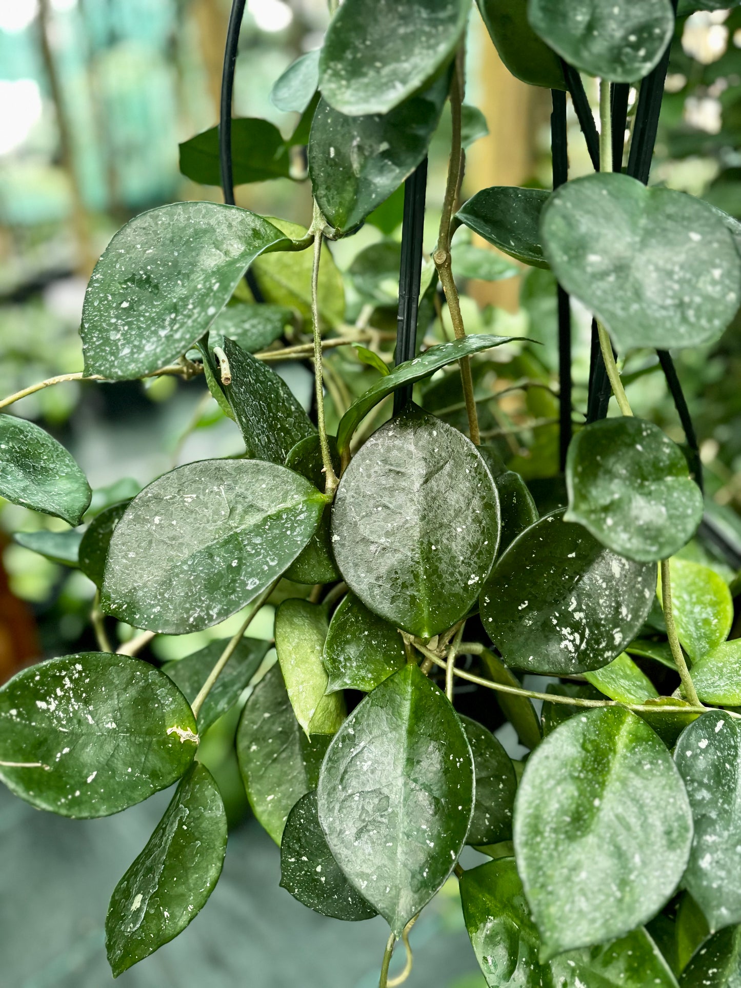Hoya carnosa 'Snowball' H286