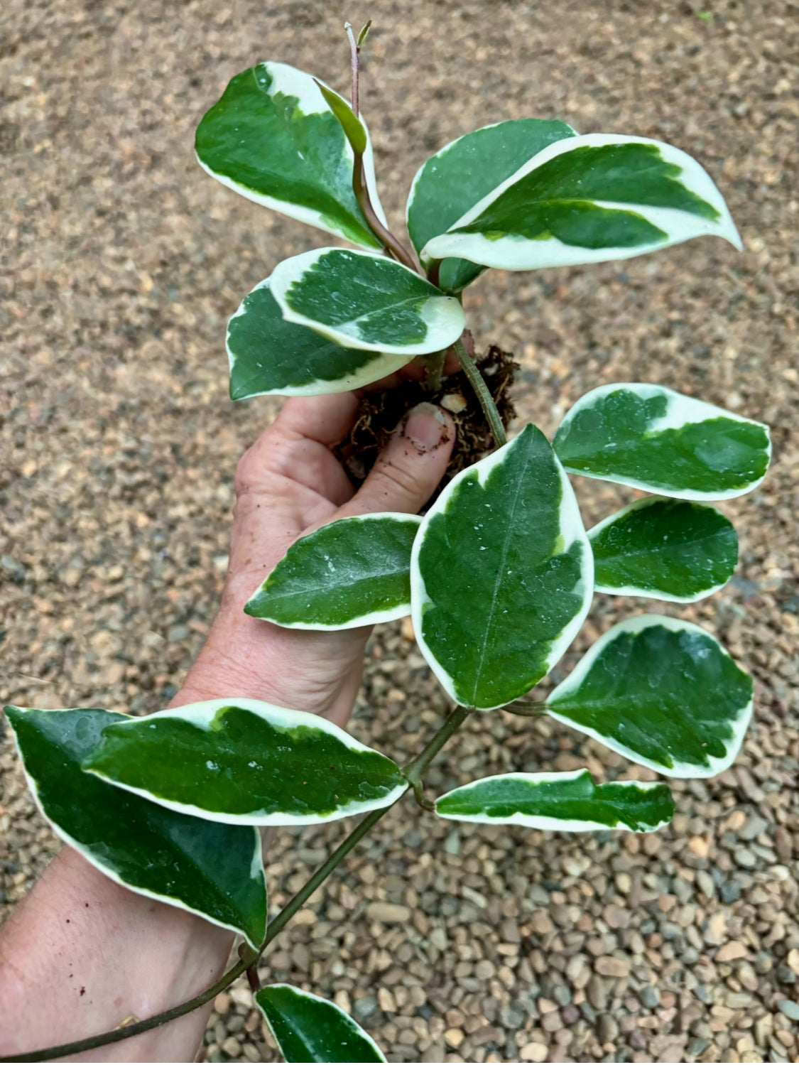 Hoya carnosa 'Tricolor' IML 0077 H130